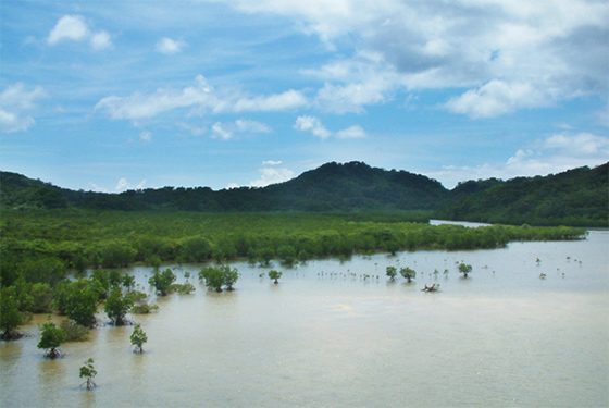 河口のマングローブ林